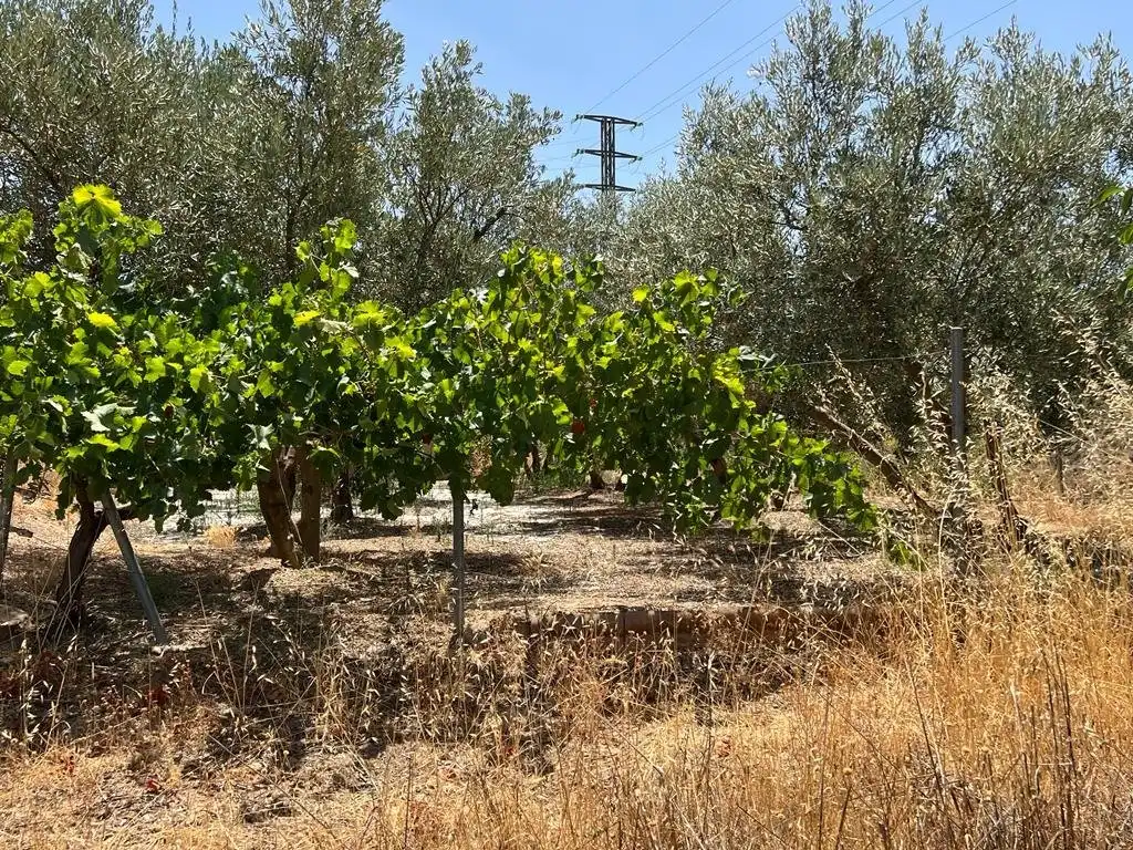 Casa rústica en venda a Villamena, imagen 19