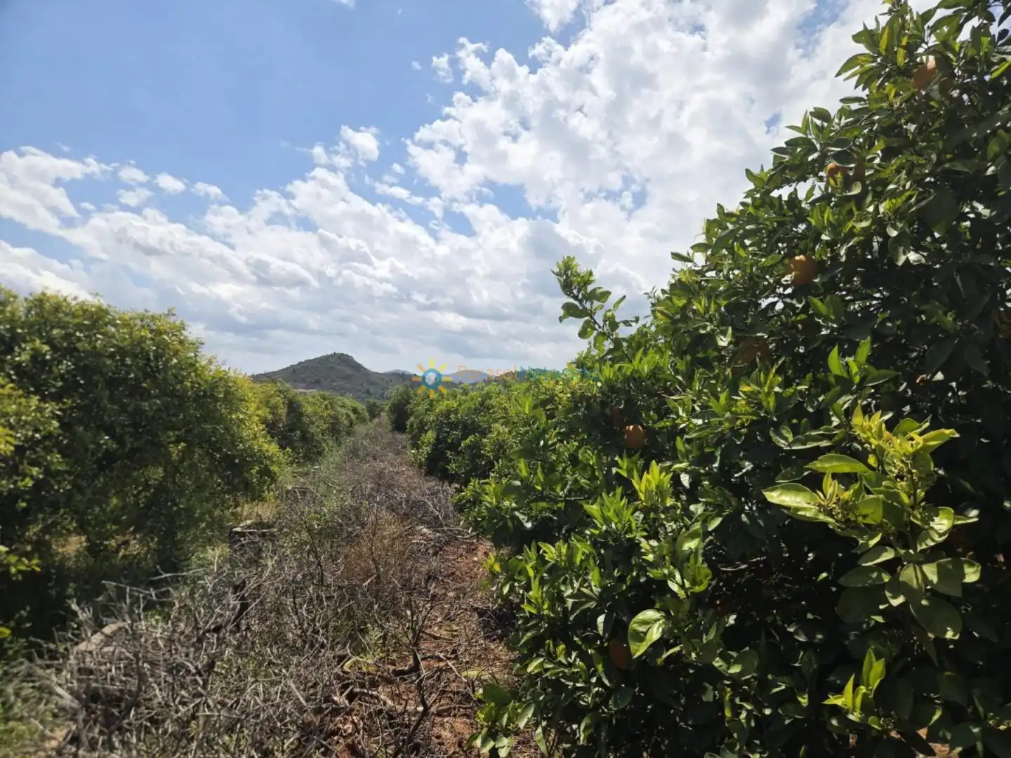 Terreny rústic en venda a Oliva pueblo, imagen 5