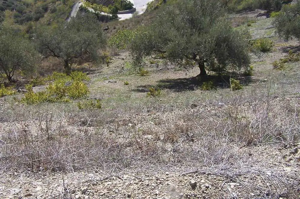 Terreno rustico in vendita a Árchez, imagen 6