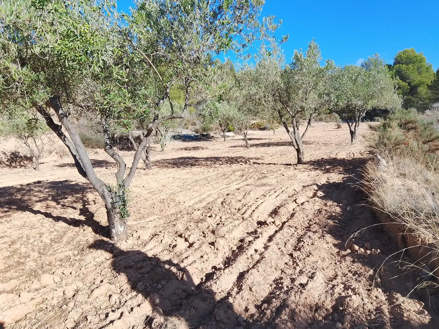 Terreny rústic en venda a Tibi, imagen 18