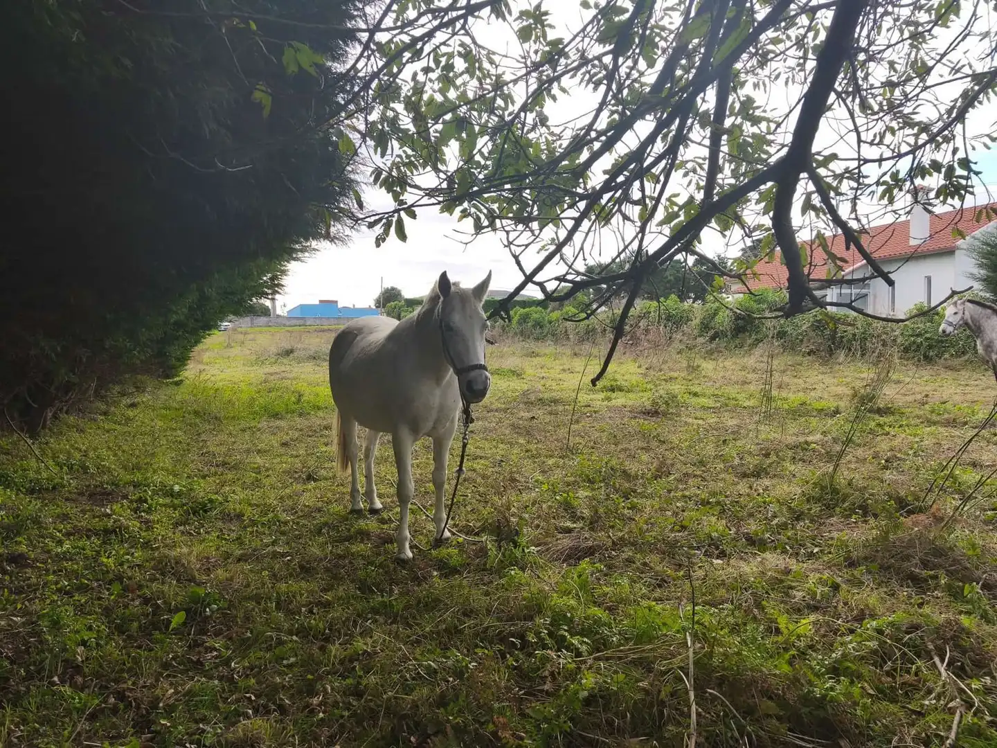 Terreno en venta en Ferrol