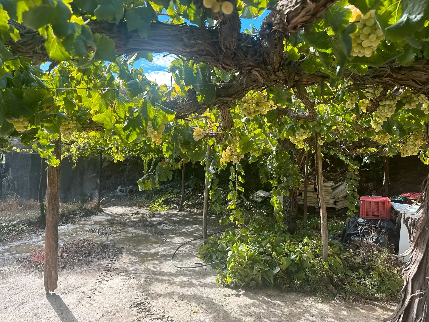 Jardí de Finca rústica en venda en Canjáyar amb Jardí privat, Terrassa i Traster