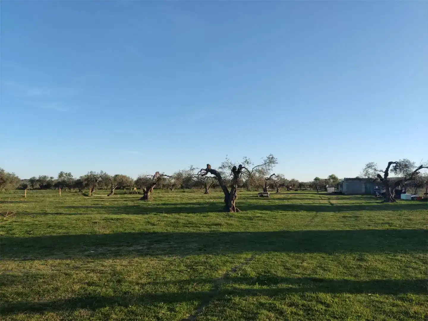 Terreno en venta en Alconera