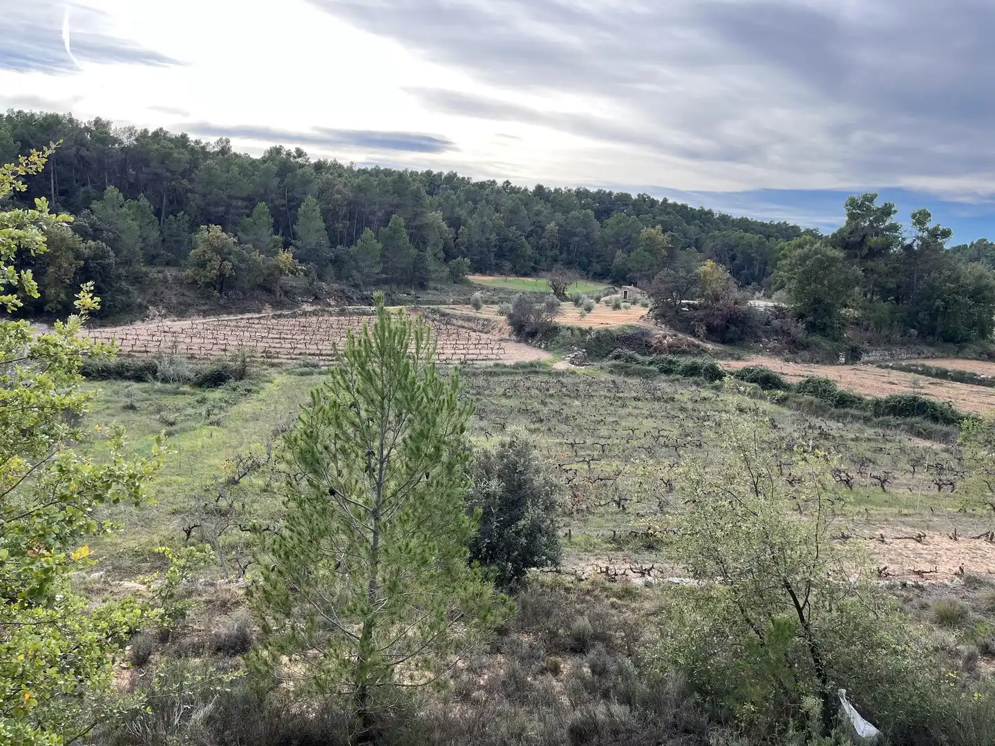 Terreni e lotti in vendita a Lledó, imagen 4