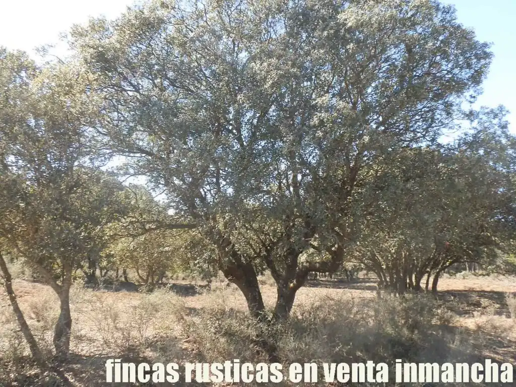 Land for sale in Valdeolivas