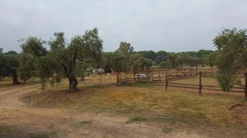Foto 4 de Finca rústica en venda a Villamanrique de la Condesa, Sevilla