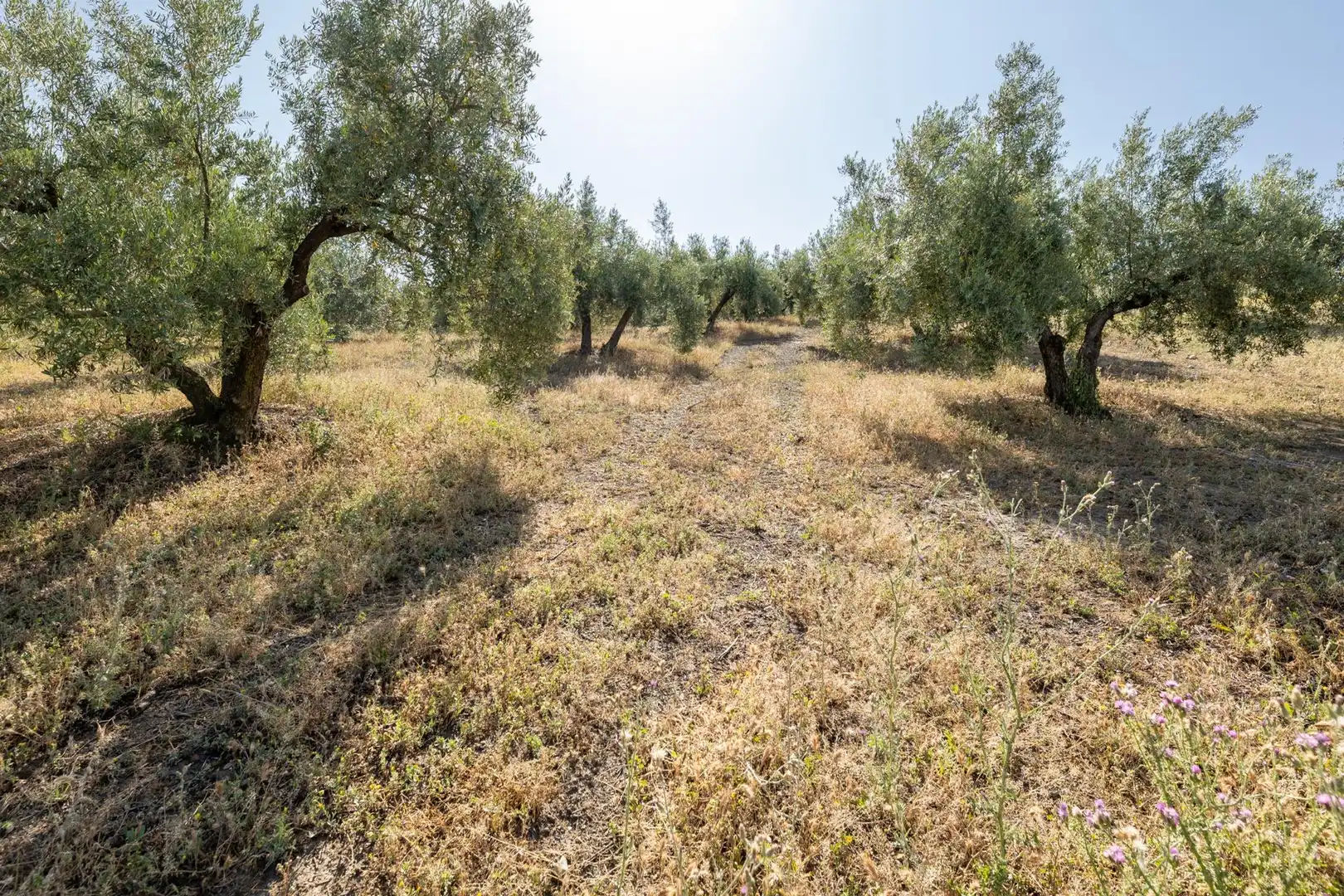 Terreno residencial en venta en Alfacar, imagen 15