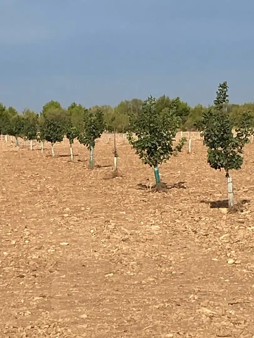 Terreno rustico in vendita a Calle García Pavón, imagen 2