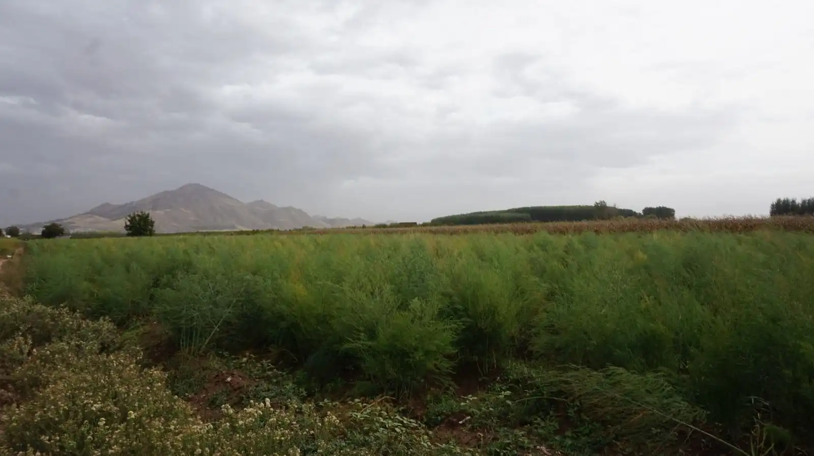 Rustikales Grundstück zum Verkauf in Pinos Puente, imagen 10