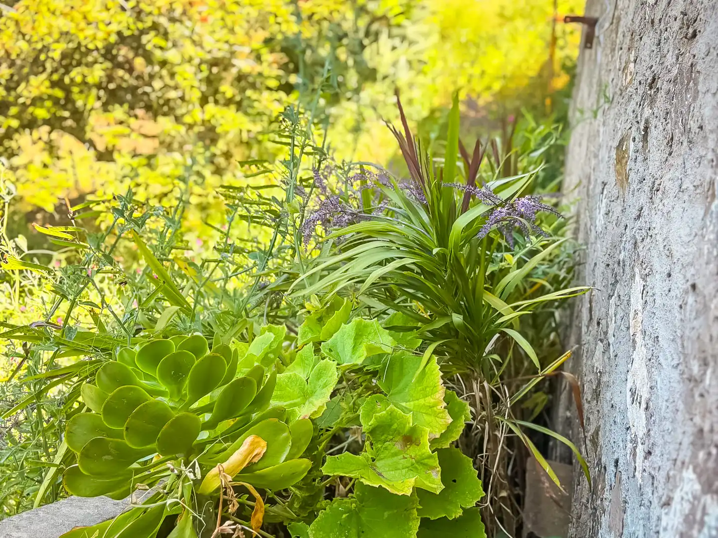 Jardín de Casa o chalet en venta en Valleseco