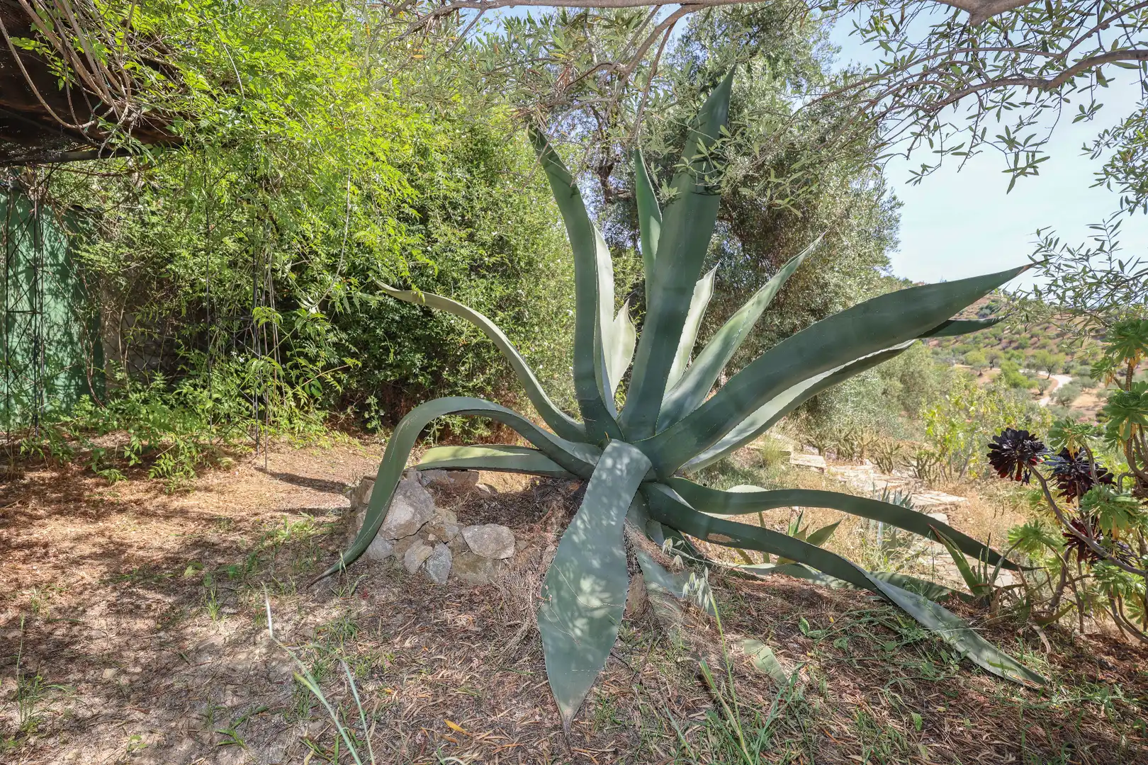 Jardí de Casa o xalet en venda en Monda amb Aire condicionat, Jardí privat i Piscina