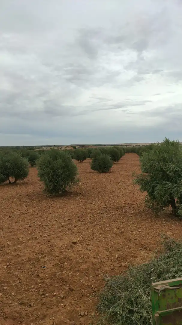 Terreny rústic en venda a Avenida Alcázar 14, imagen 14