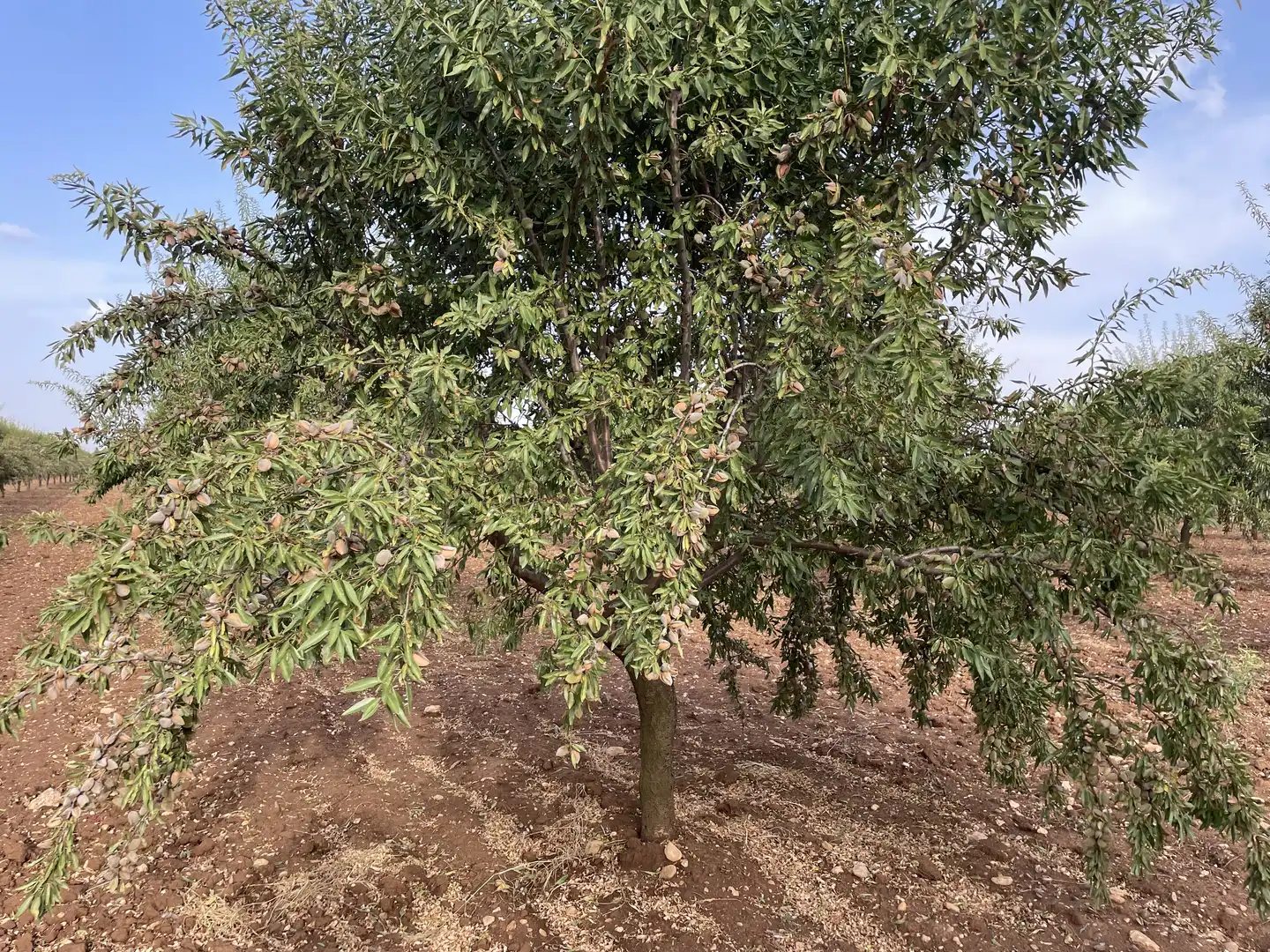 Terreni e lotti in vendita a Las Mesas