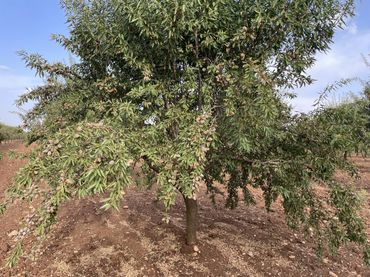 Rustikales Grundstück zum Verkauf in Las Mesas