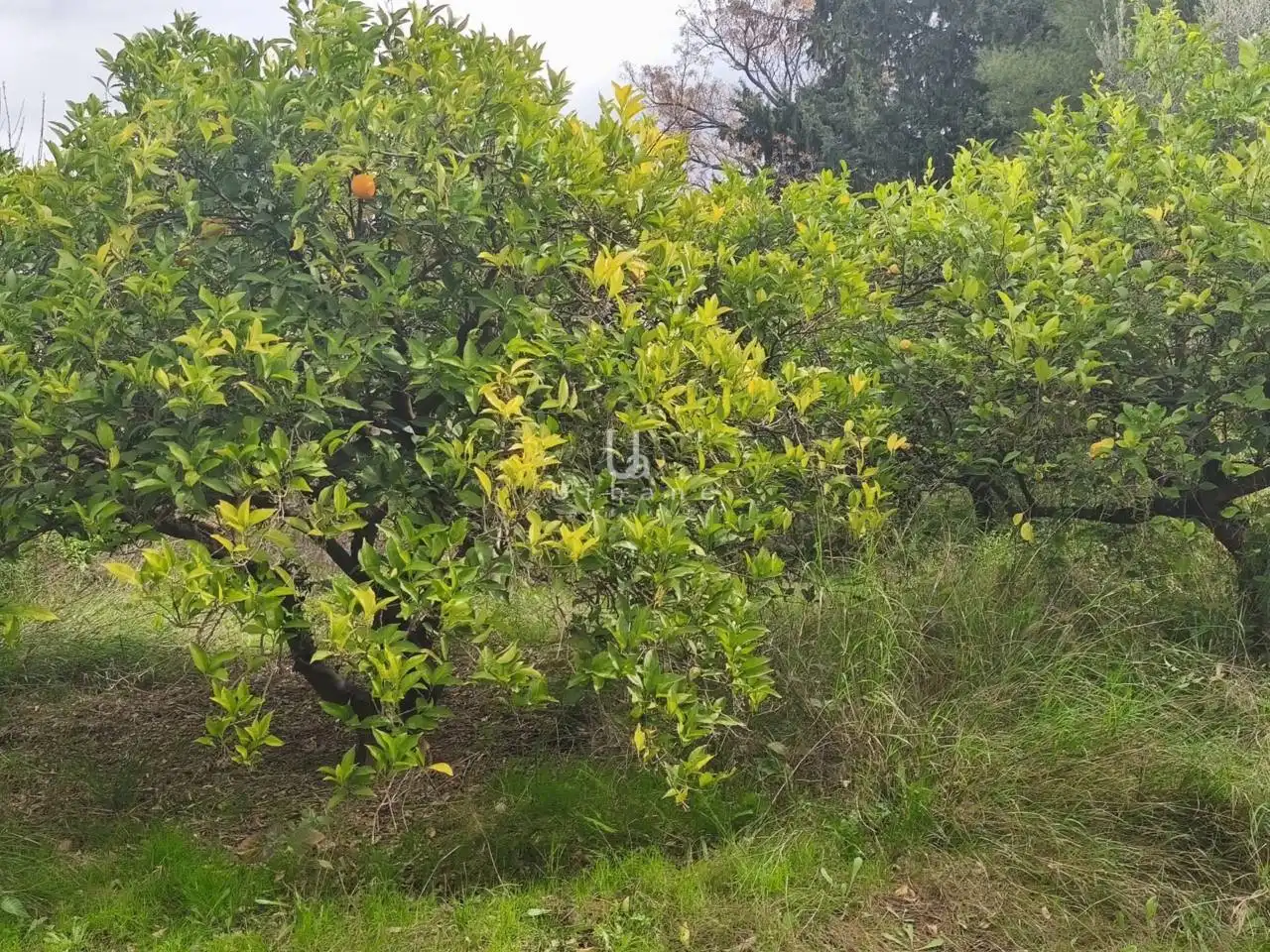 Finca rústica en venta en Murcia con Terraza