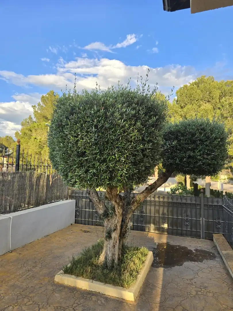 Jardí de Casa o xalet en venda en Molina de Segura amb Piscina comunitària