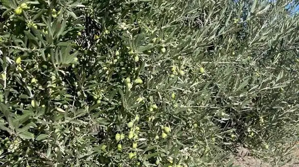 Terreno rustico in vendita a Villanueva de la Concepción, imagen 3