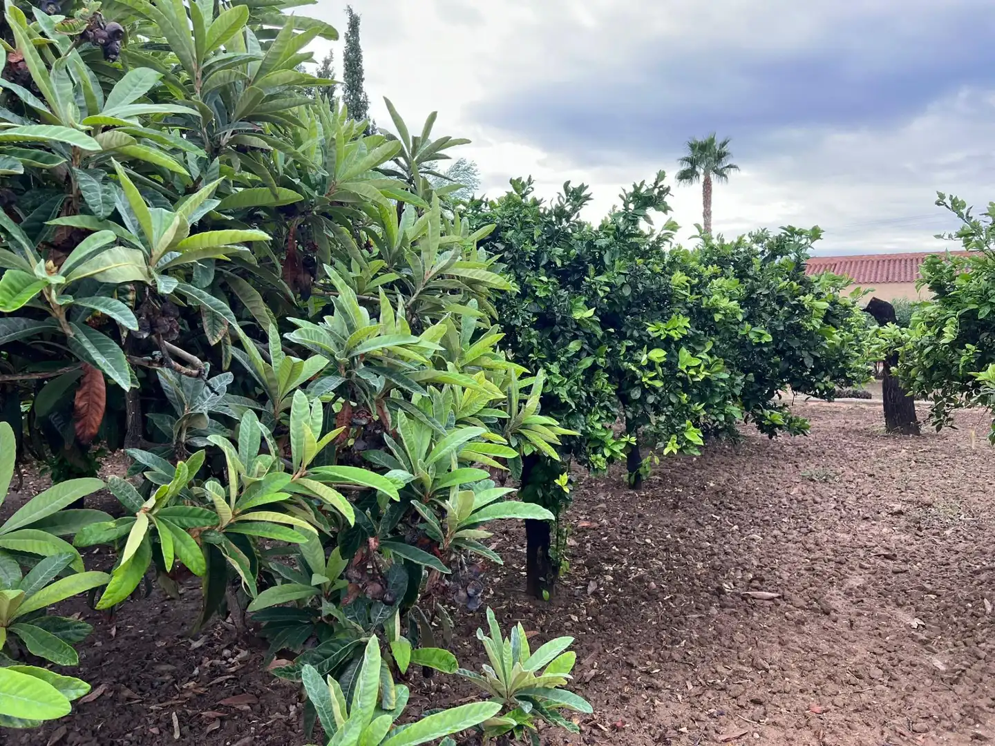 Jardí de Casa o xalet en venda en Elche / Elx amb Jardí privat, Terrassa i Piscina