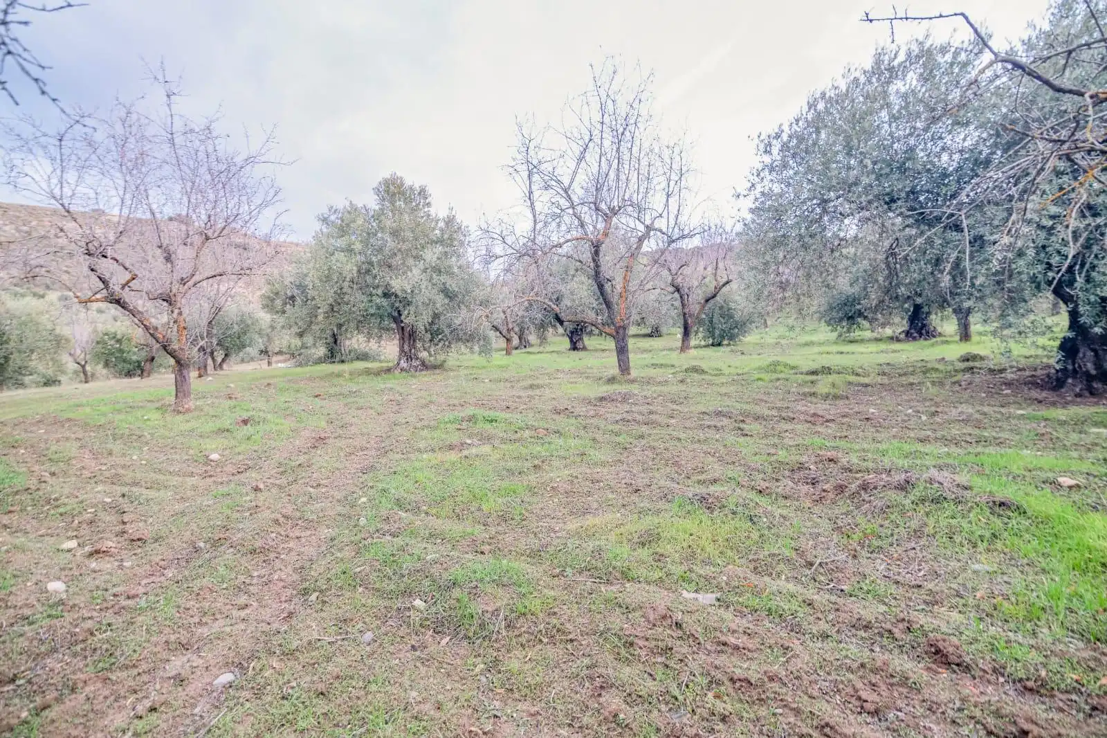 Lands and plots for sale in Autovia Pinos Genil 0, imagen 13