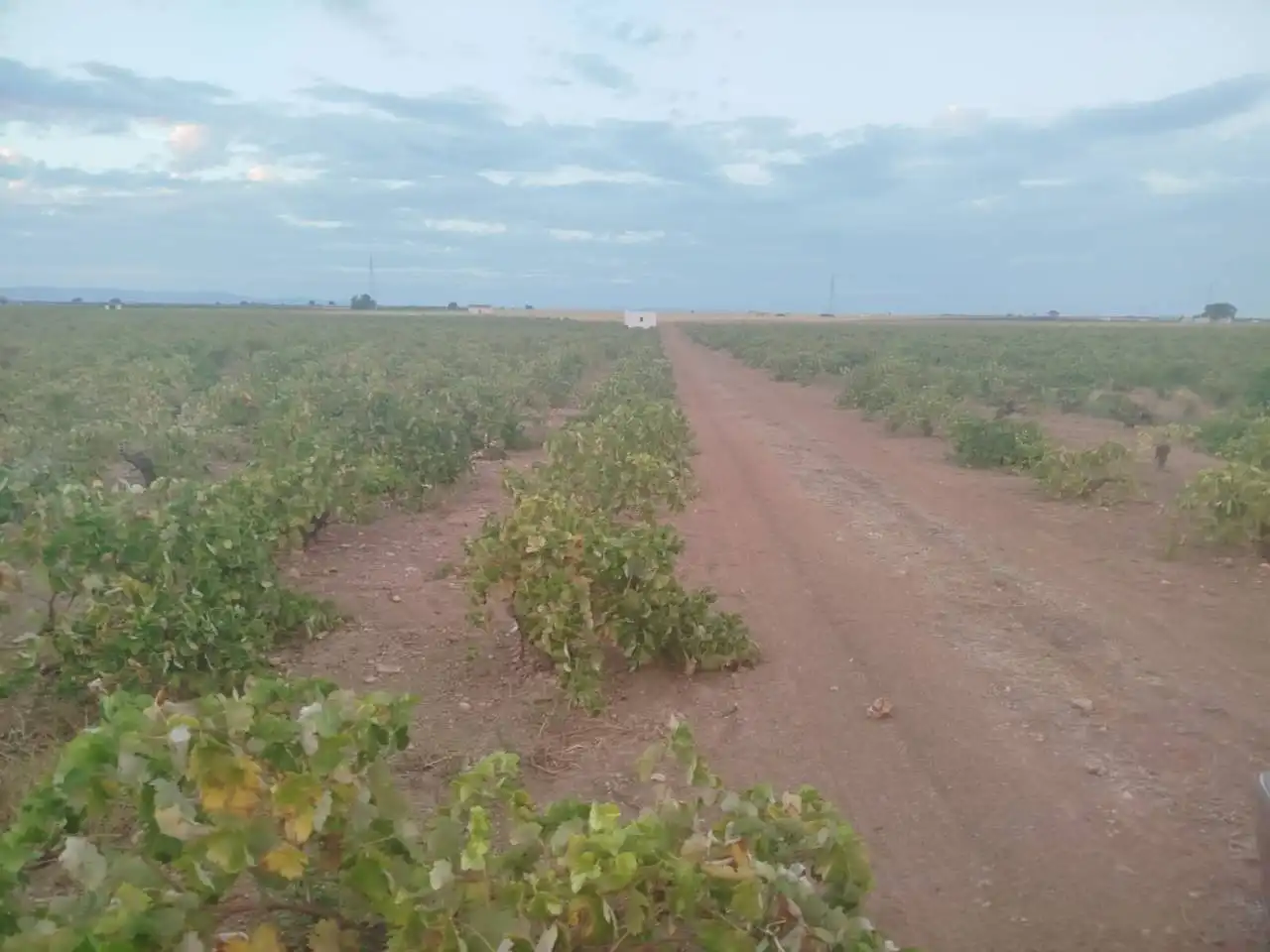 Rural land for sale in Manzanares, imagen 2