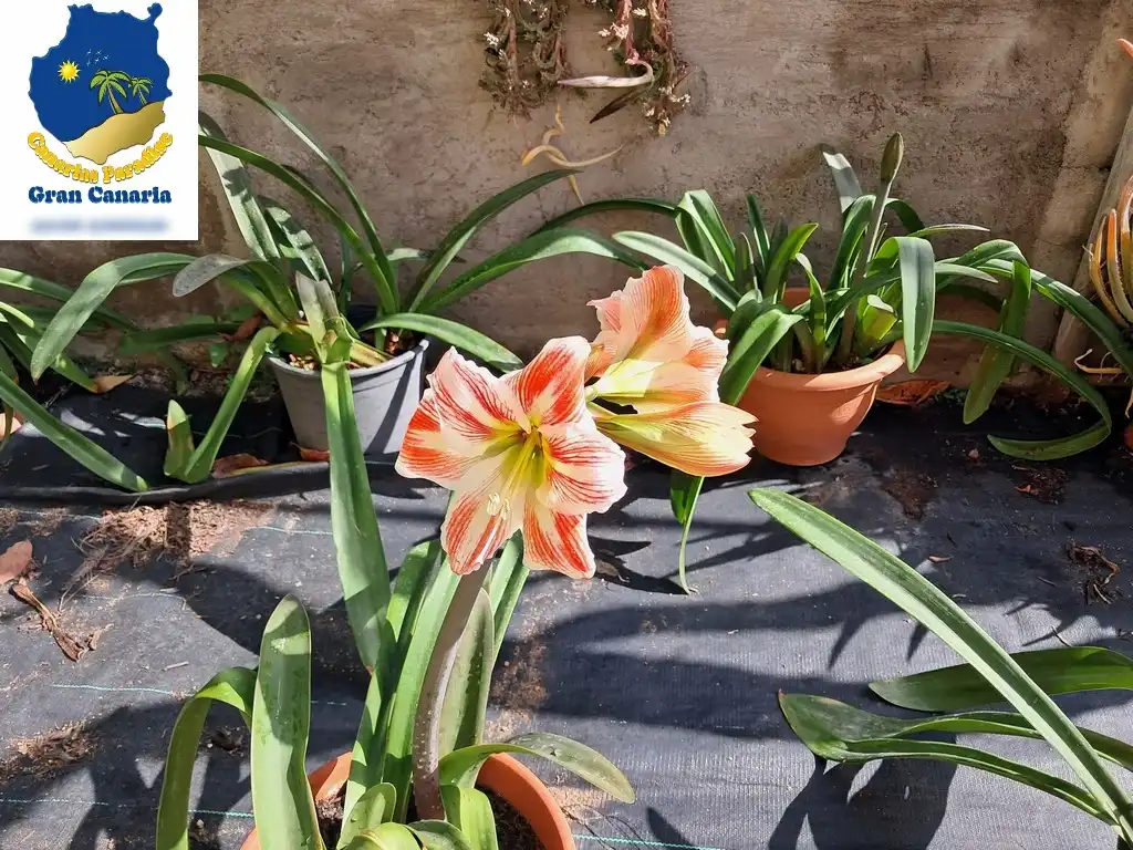 Garten von Wohnung zum Verkauf in Mogán mit Privatgarten und Terrasse