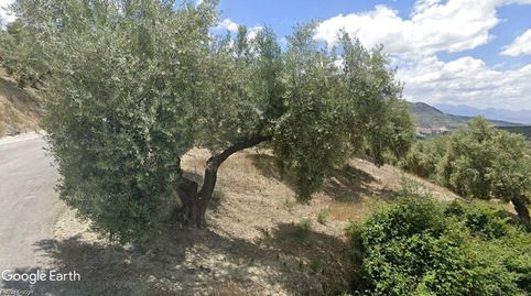 EXTENSA FINCA DE OLIVAR TRADICIONAL DE REGADÍO.