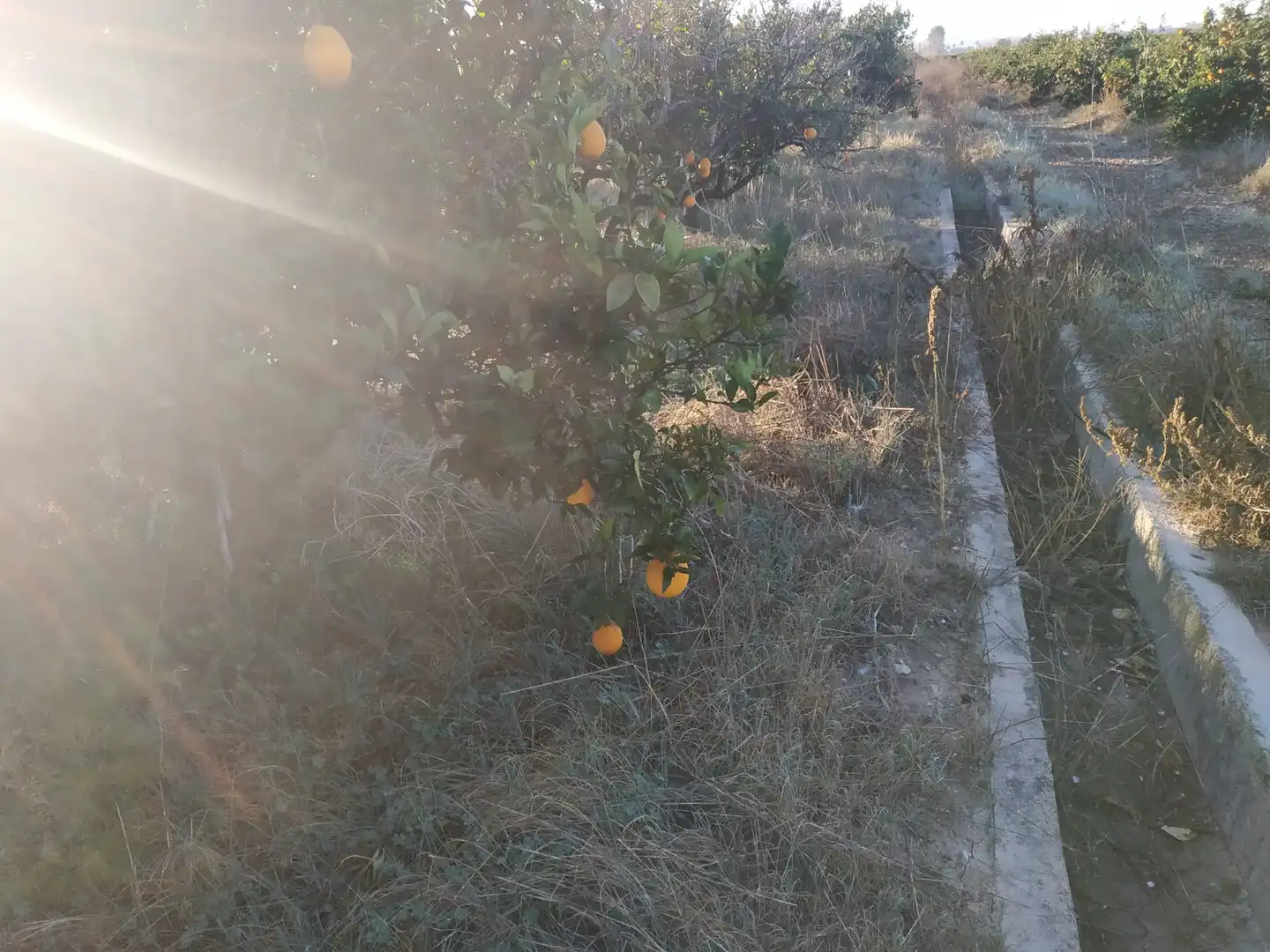 Land for sale in Polígono Número 18, 4, Albalat de la Ribera