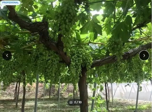 Garten von Grundstücke zum Verkauf in Alicún
