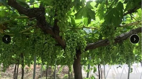 Foto 5 de Terreny en venda a Alicún, Almería