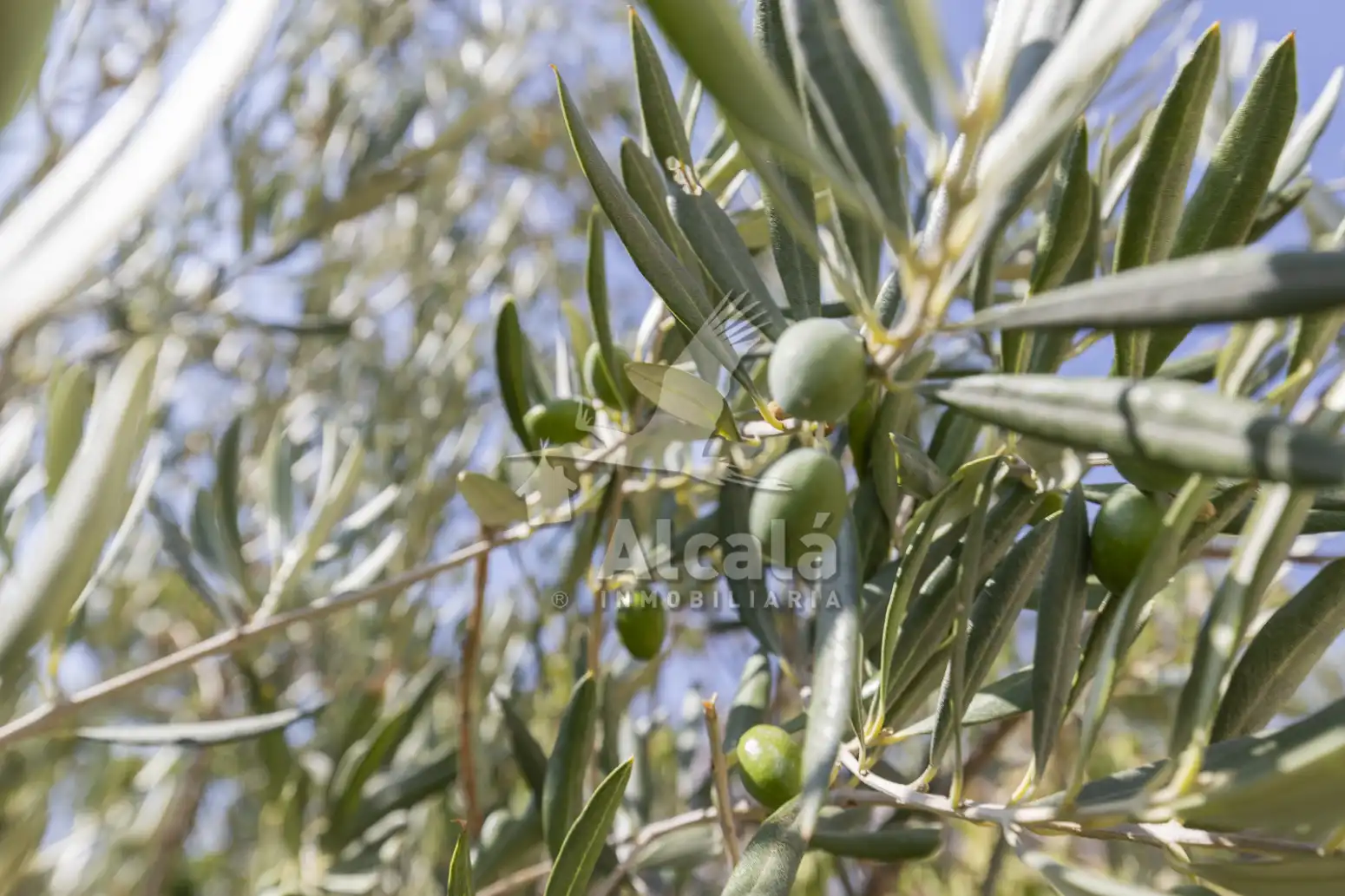 Jardí de Casa o xalet en venda en Villalbilla amb Aire condicionat, Calefacció i Jardí privat