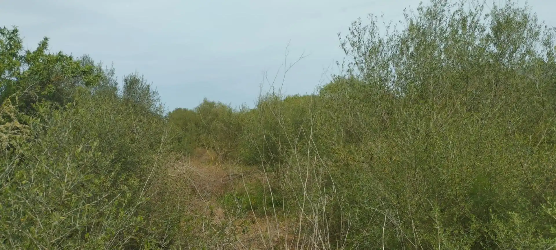 Rural land for sale in Felanitx Poble, imagen 8