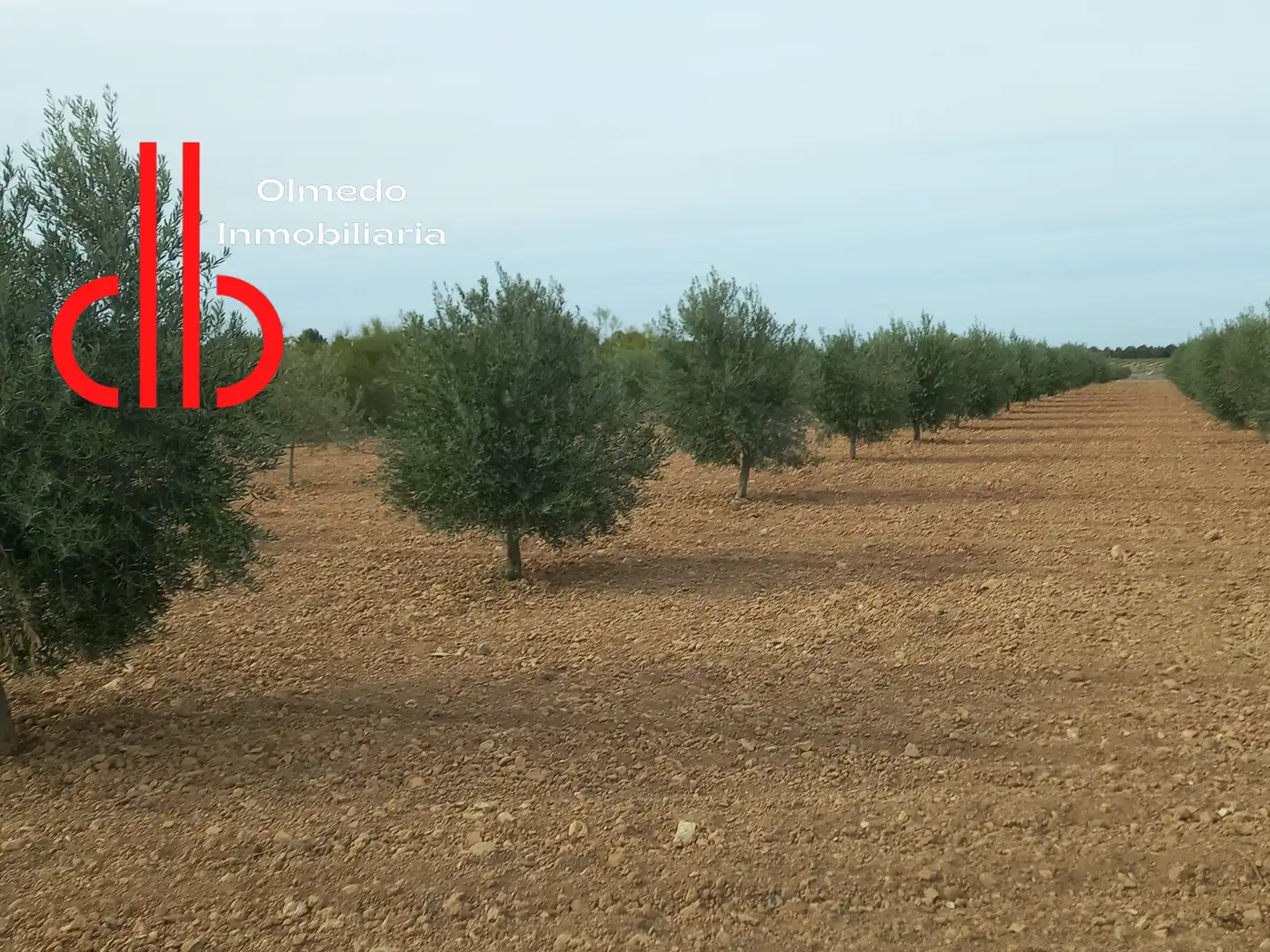 Terreno rústico en venta en Tomelloso, imagen 5