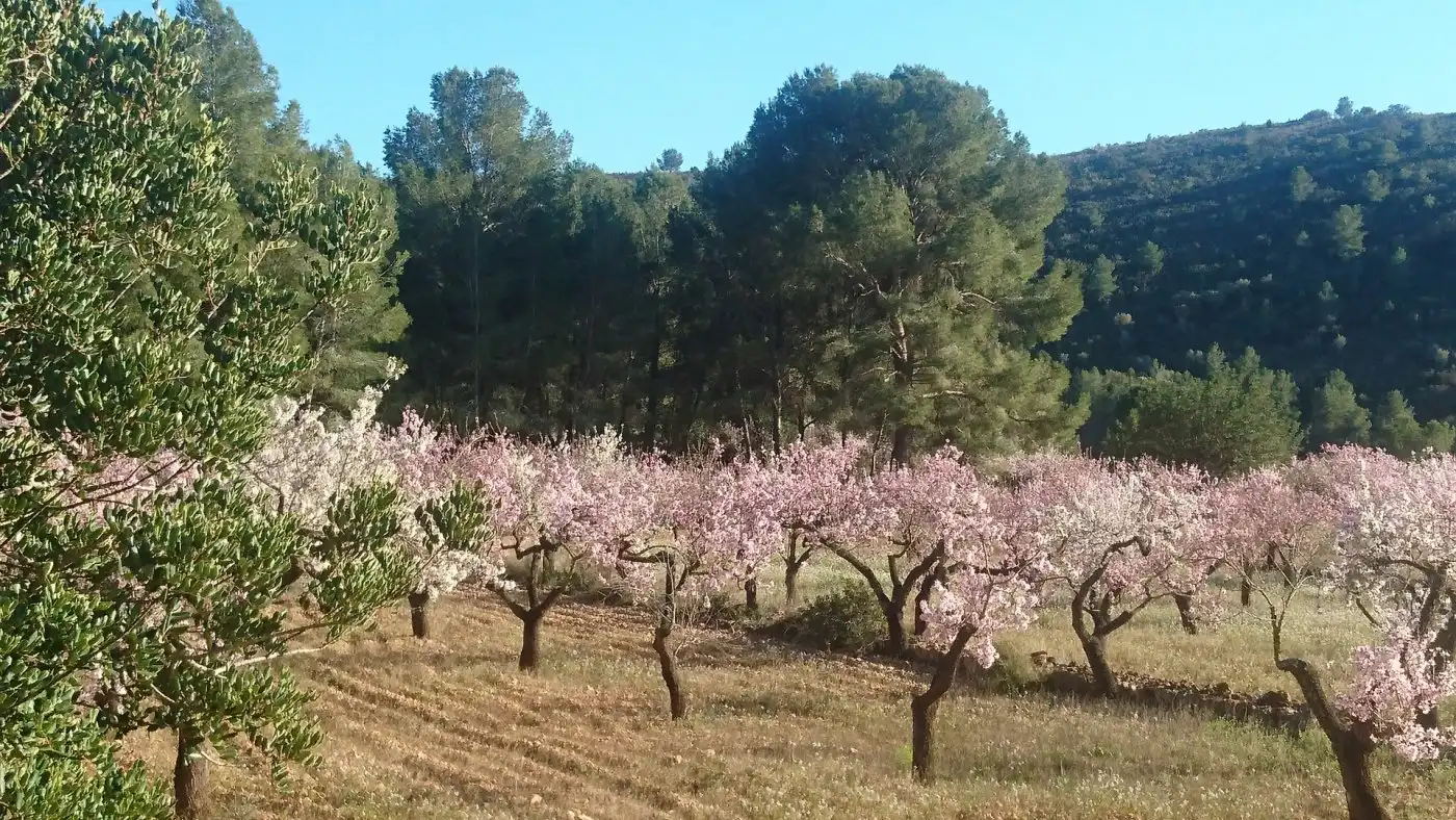Maison à vendre à Vall d'Alba, imagen 11