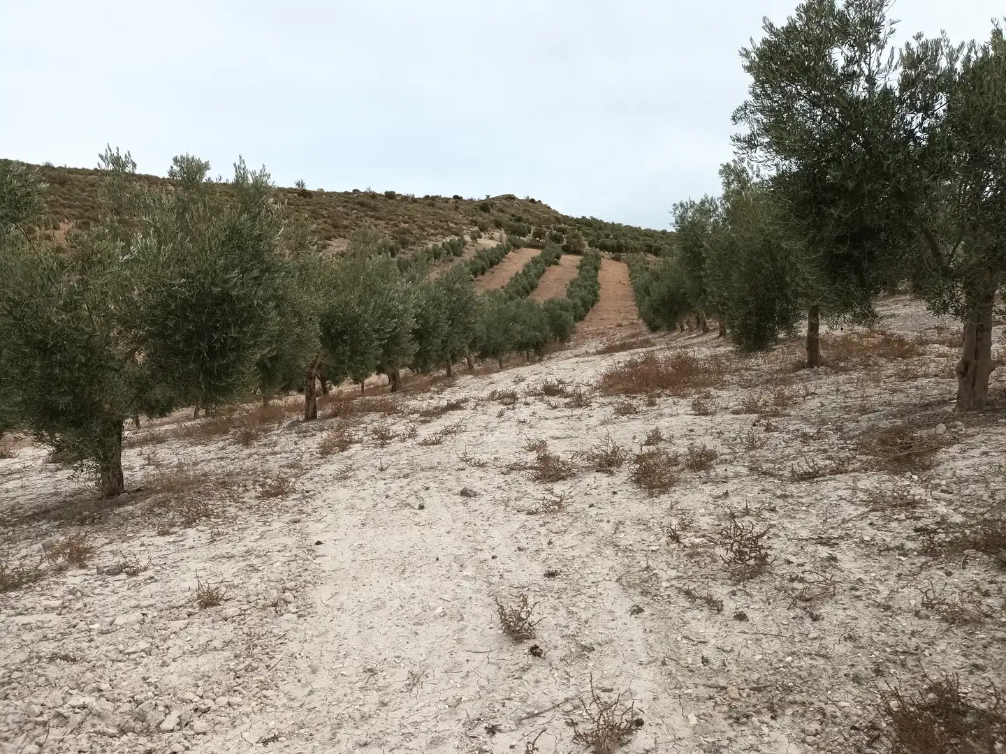 Terreno en venta en Cabra del Santo Cristo