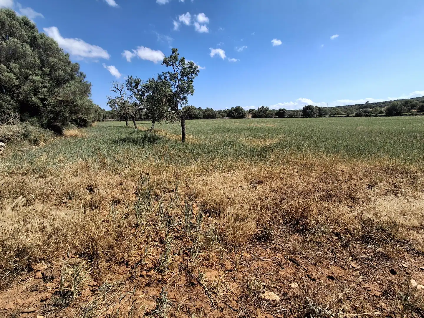 Rural land for sale in Felanitx Poble, imagen 4