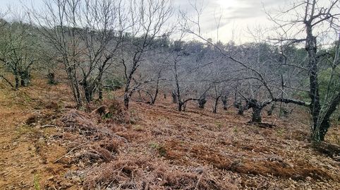Foto 2 von Grundstücke zum Verkauf in Jabugo, Huelva