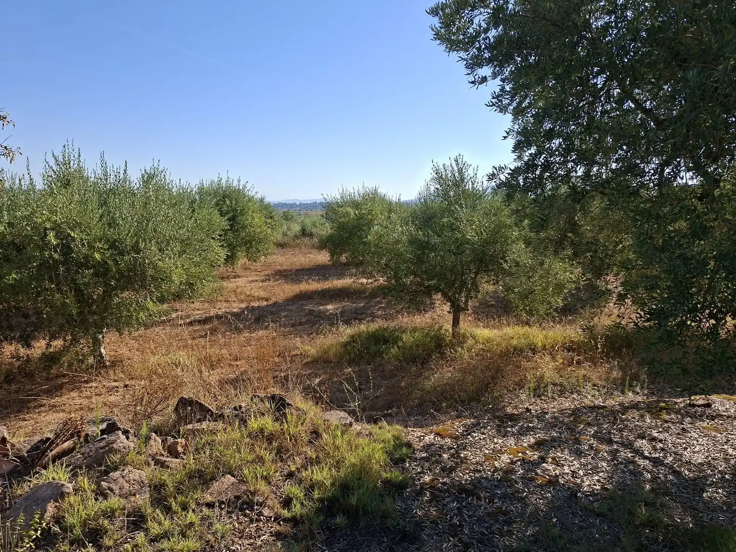 Terreno rustico in vendita a Diseminado Diseminats 6, imagen 2