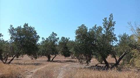 Foto 3 von Residential zum Verkauf in Cortijo Los Tomillares, Jódar, Jaén