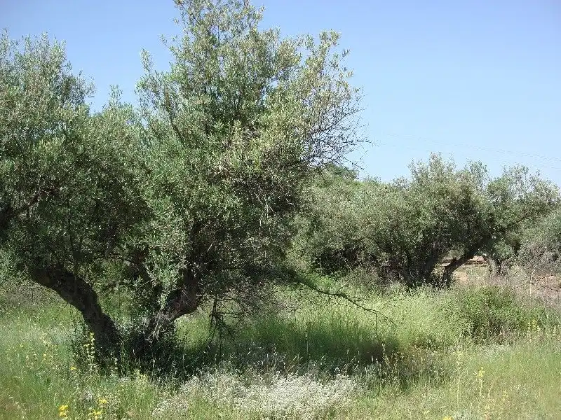 Terreny rústic en venda a Villamediana de Iregua, imagen 3