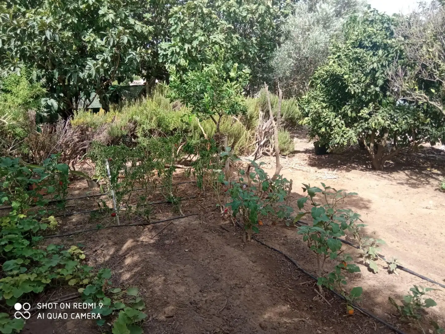 Casa o xalet en venda en Puerto Real amb Jardí privat, Piscina i Alarma