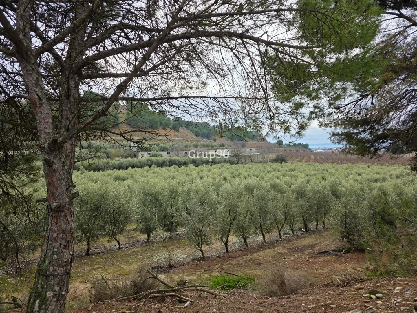 Terreno rustico in vendita a Alpicat, imagen 6