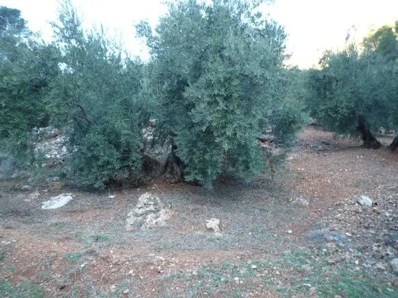 Terreni e lotti in vendita a Villacarrillo, imagen 4