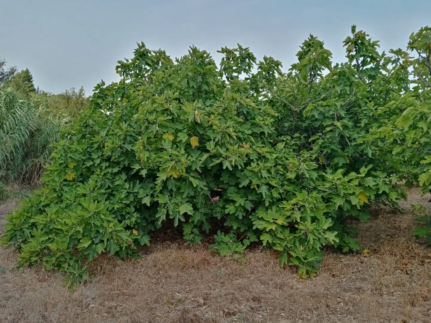 Terreny rústic en venda a Medina Sidonia, imagen 5