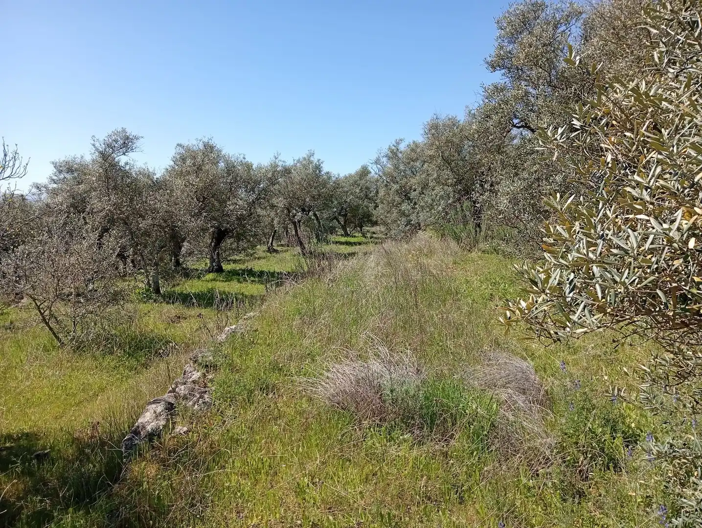 Terreni e lotti in vendita a Valverde de la Vera, imagen 23