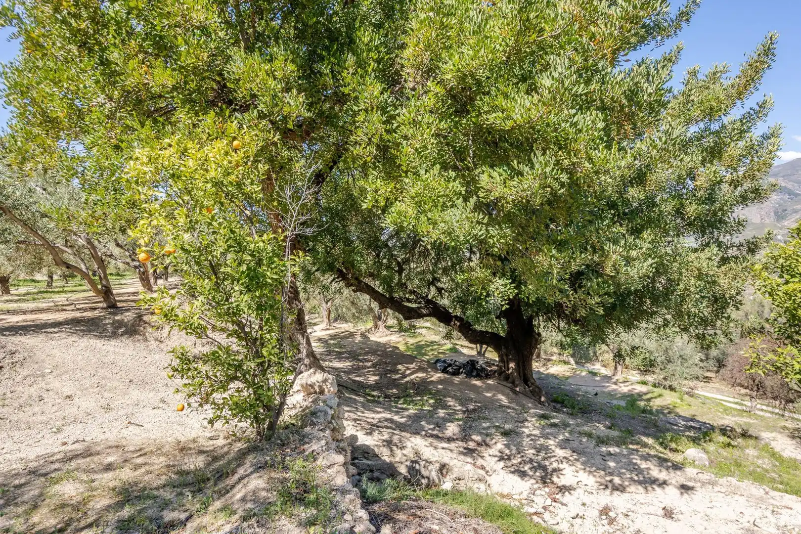 Land for sale in El Pinar