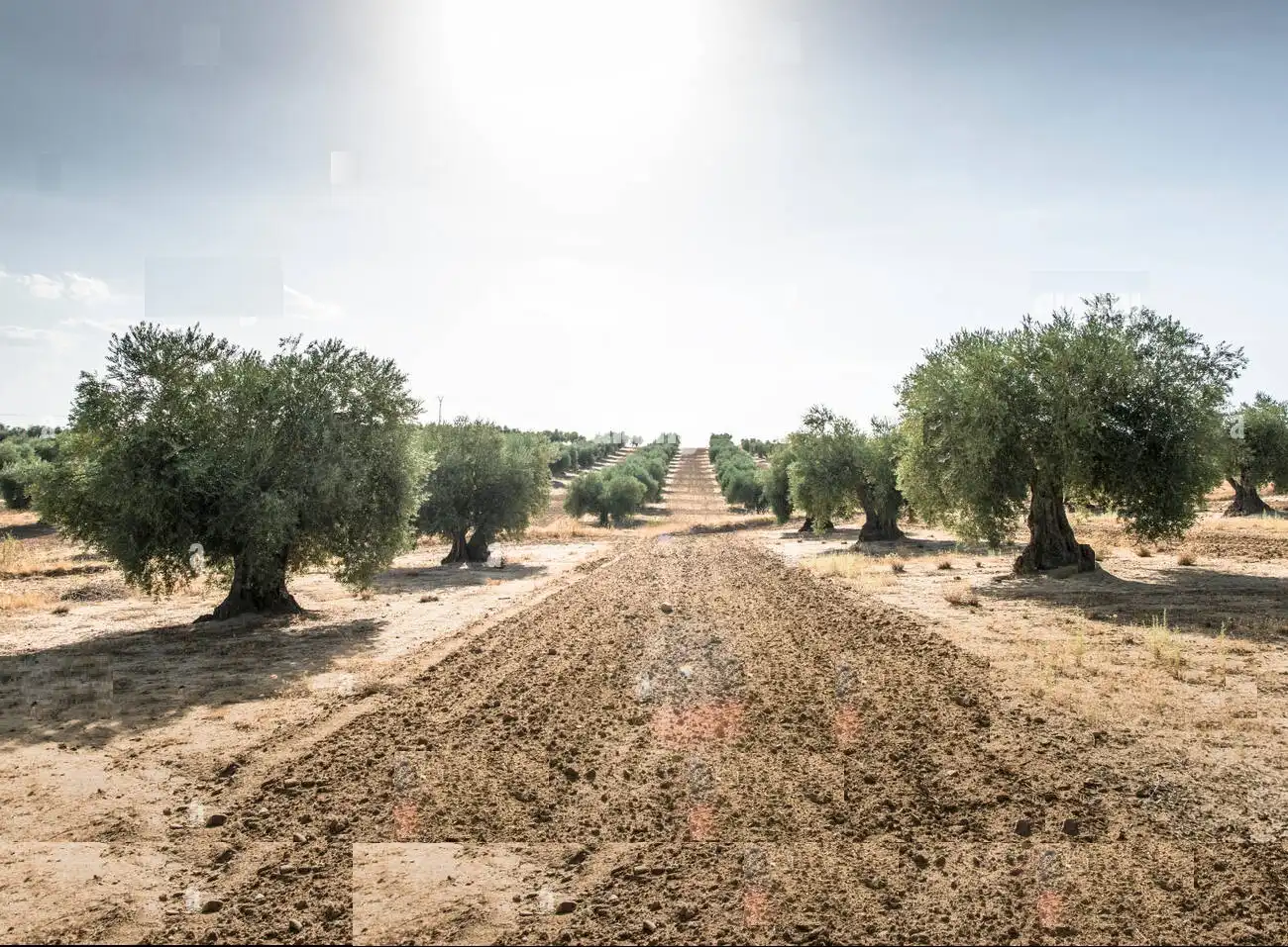 Rural land for sale in Calle Alameda