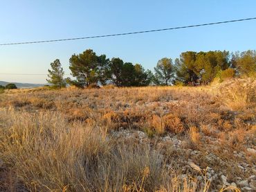Terreny rústic en venda a Jumilla