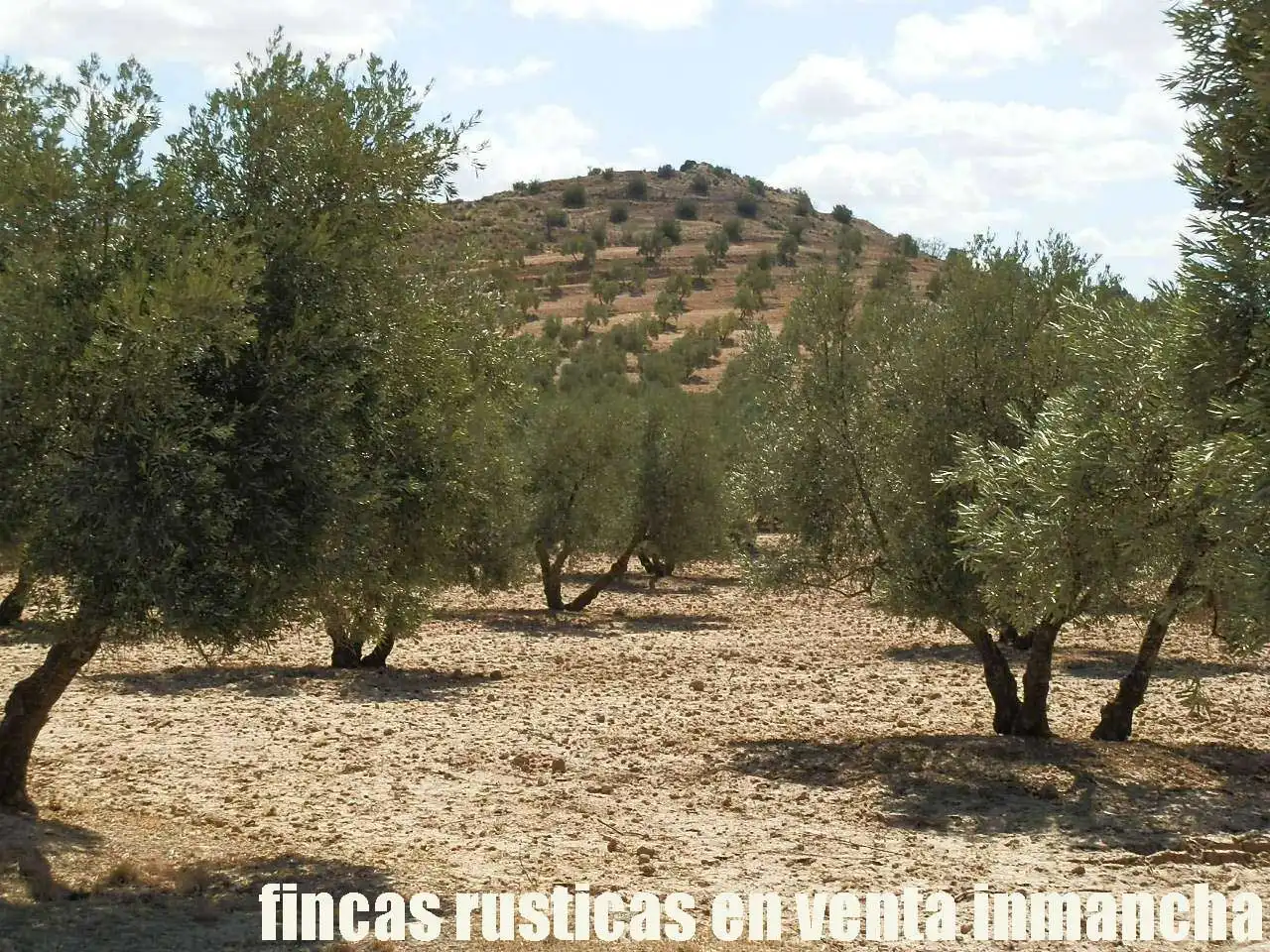 Terreni e lotti in vendita a Cabra del Santo Cristo, imagen 21