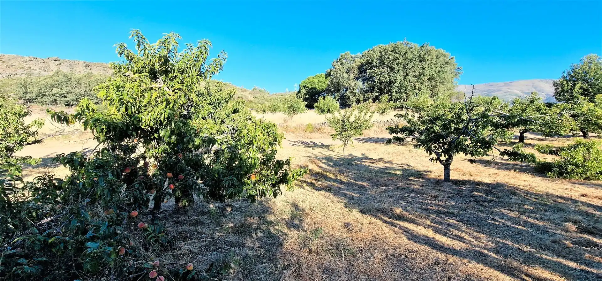 Terreni e lotti in vendita a Aldeanueva de la Vera, imagen 4