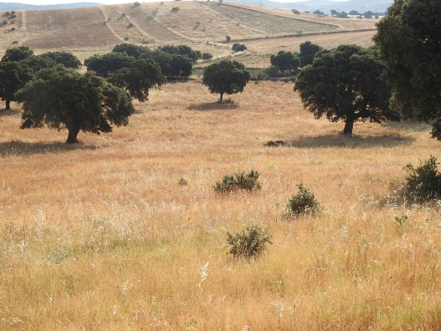 Land for sale in Villar del Pedroso